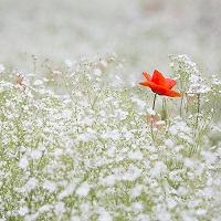 coquelicot