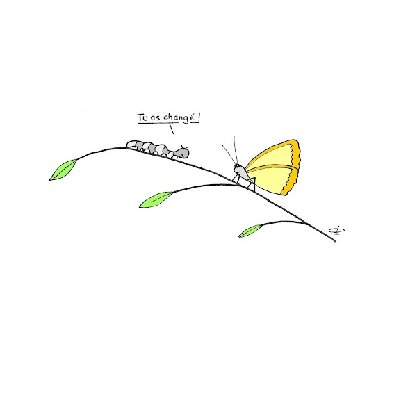 dessin chenille et papillon